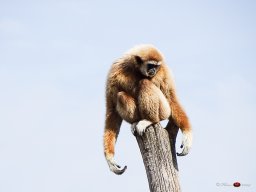 Tiergarten Schönbrunn am 23.03.2023